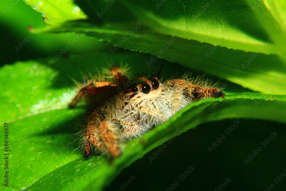 Fototapeta premium A macro image of Jumping spider (Salticidae, Hyllus diardi female) with good sharpen and detailed, hair, eye, and face very clear. It is hiding under the green leaf