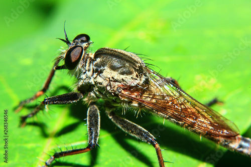 Macro Photography of Orange Robber Fly hunting an insect. Wild nature predator on the green leaf Isolated on green leaf background. It is wet because of rain