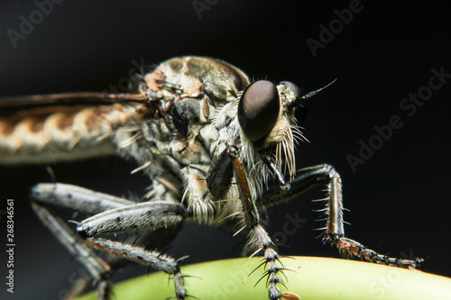 Macro Photography of Orange Robber Fly hunting an insect. Wild nature predator on the green leaf Isolated on dark background. It is wet because of rain © Pande