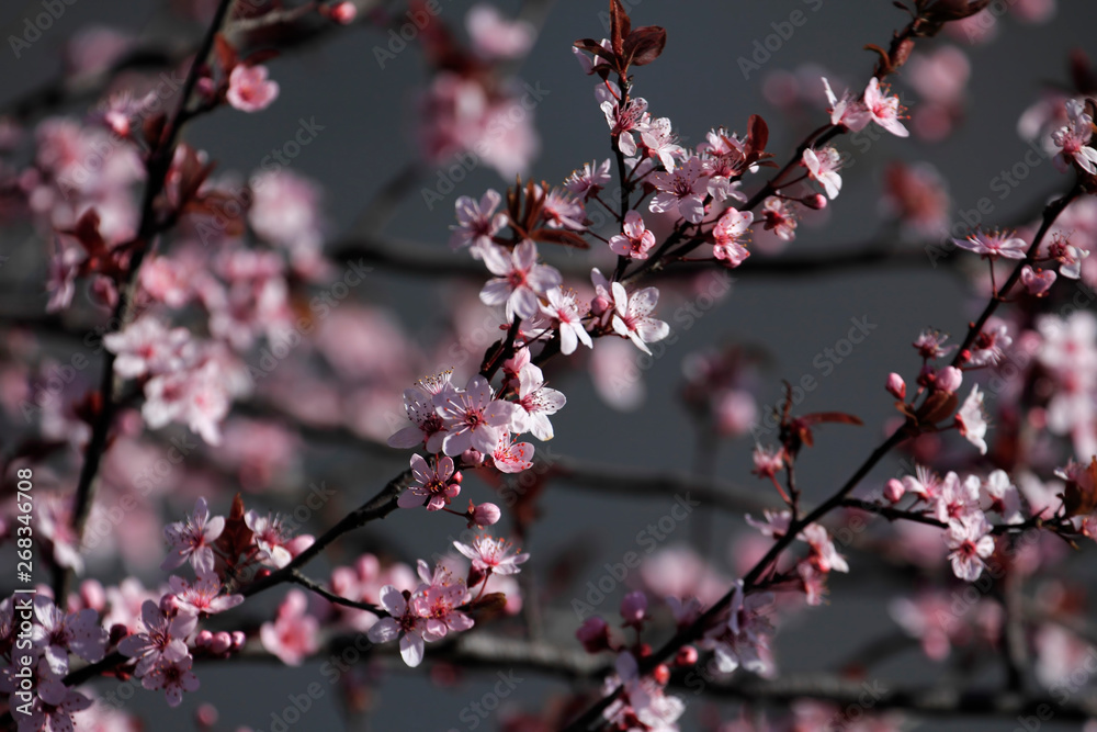 Flower, Rose - Flower, City, Flower Head, Formal Garden, Meadow, Springtime, Alley, April, Backgrounds, Beauty, Beauty In Nature, Blossom, Blowing, Botany, Bright, Cherry Blossom, Cloudscape, Footpath