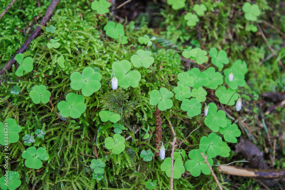 meadow with clover, plant for good luck, the beauty of nature