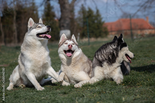 portrait of siberian husky