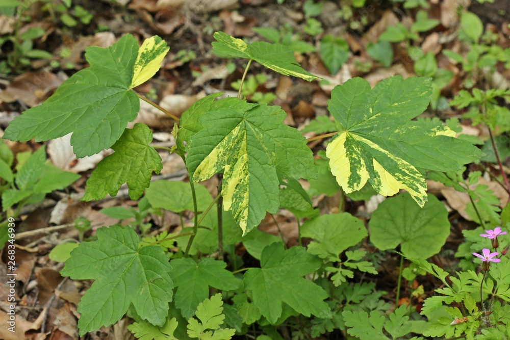 Panaschierter junger Bergahorn (Acer pseudoplatanus) Panaschierter junger Bergahorn (Acer pseudoplatanus)