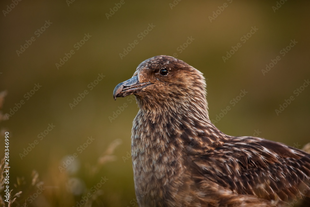 Stercorarius skua. Runde Island. Norway's wildlife. Beautiful picture. From the life of birds. Free nature. Runde Island in Norway. Scandinavian wildlife. North of Europe. Picture. Seashore. A wonderf Stercorarius skua. Runde Island. Norway's wildlife. Beautiful picture. From the life of birds. Free nature. Runde Island in Norway. Scandinavian wildlife. North of Europe. Picture. Seashore. A wonderf