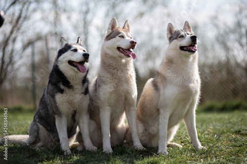 siberian husky in the park