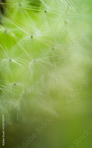 Fluffy faded fragile field dandelion