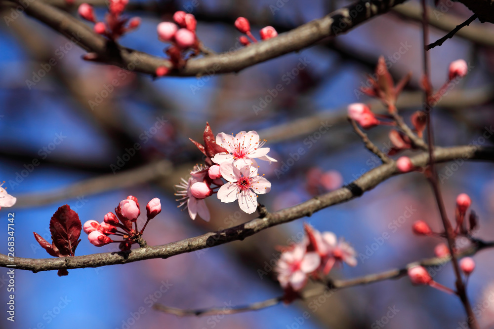 Flower, Rose - Flower, City, Flower Head, Formal Garden, Meadow, Springtime, Alley, April, Backgrounds, Beauty, Beauty In Nature, Blossom, Blowing, Botany, Bright, Cherry Blossom, Cloudscape, Footpath Flower, Rose - Flower, City, Flower Head, Formal Garden, Meadow, Springtime, Alley, April, Backgrounds, Beauty, Beauty In Nature, Blossom, Blowing, Botany, Bright, Cherry Blossom, Cloudscape, Footpath