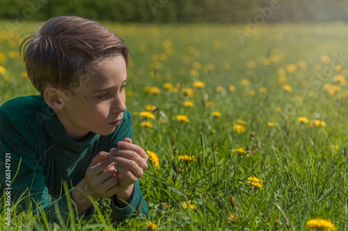 portrait of a boy resting in a field with yellow dandelions , child on a country walk © Leka