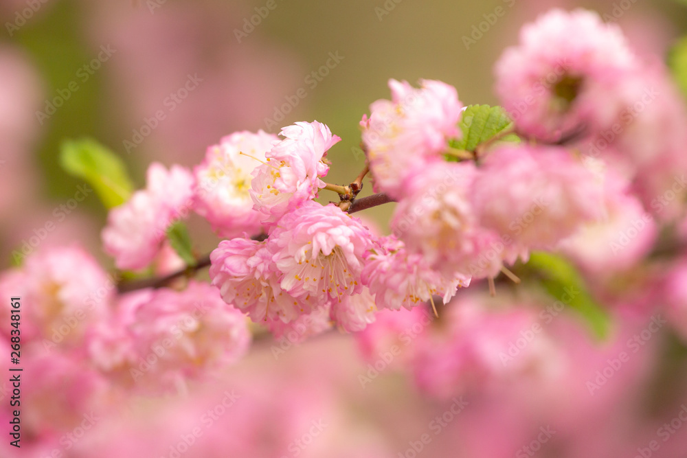 sakura flowers macro
