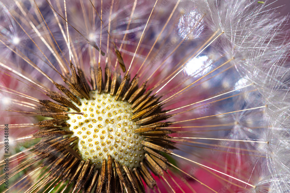 Obraz premium Löwenzahn Samen Detail, Bunter Hintergrund