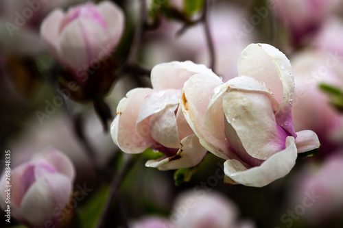 magnolia flower dew water drops