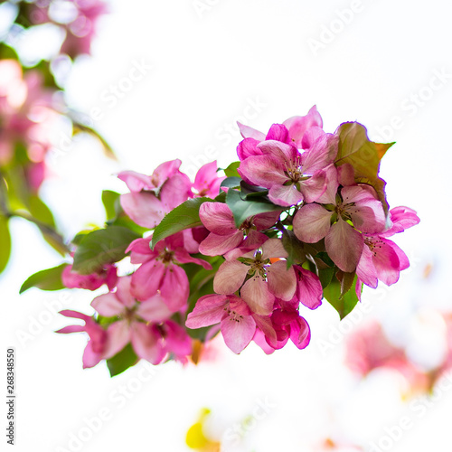 blooming apple tree  © fotodaocomua