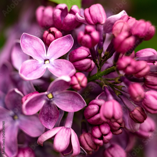 bloomin lilac flower macro
