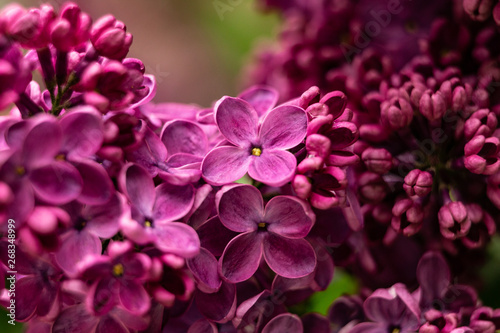 bloomin lilac flower macro © fotodaocomua