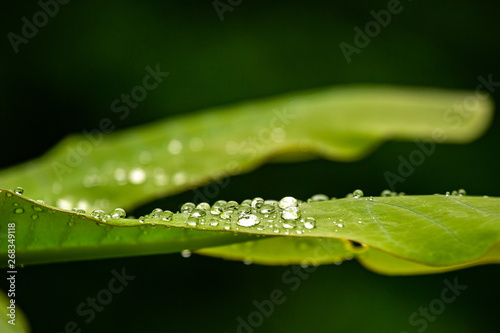 green leafs with water drops dew rain