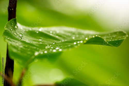 green leafs with water drops dew rain