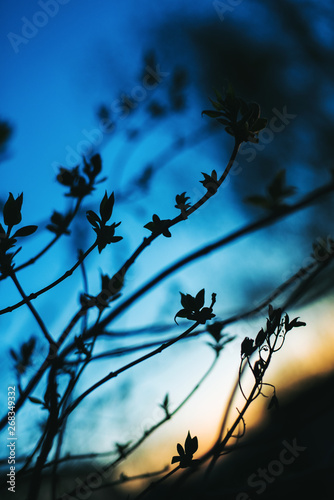 Background. Branch of Syrínga with leaves blossoming in the spring night. Black silhouette against the blue dusk.The main object is out of focus