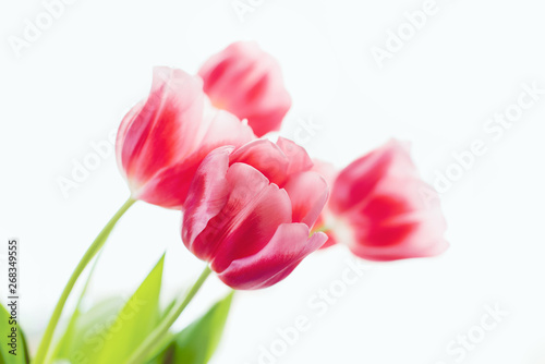 Fototapeta Naklejka Na Ścianę i Meble -  Bouquet of red tulips on white background. Flowers.