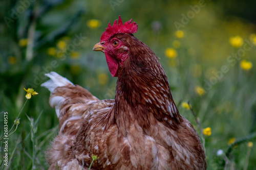 Wallpaper Mural Free range chichen, happily roaming and pecking in a field. Farm life, italian country house. Torontodigital.ca