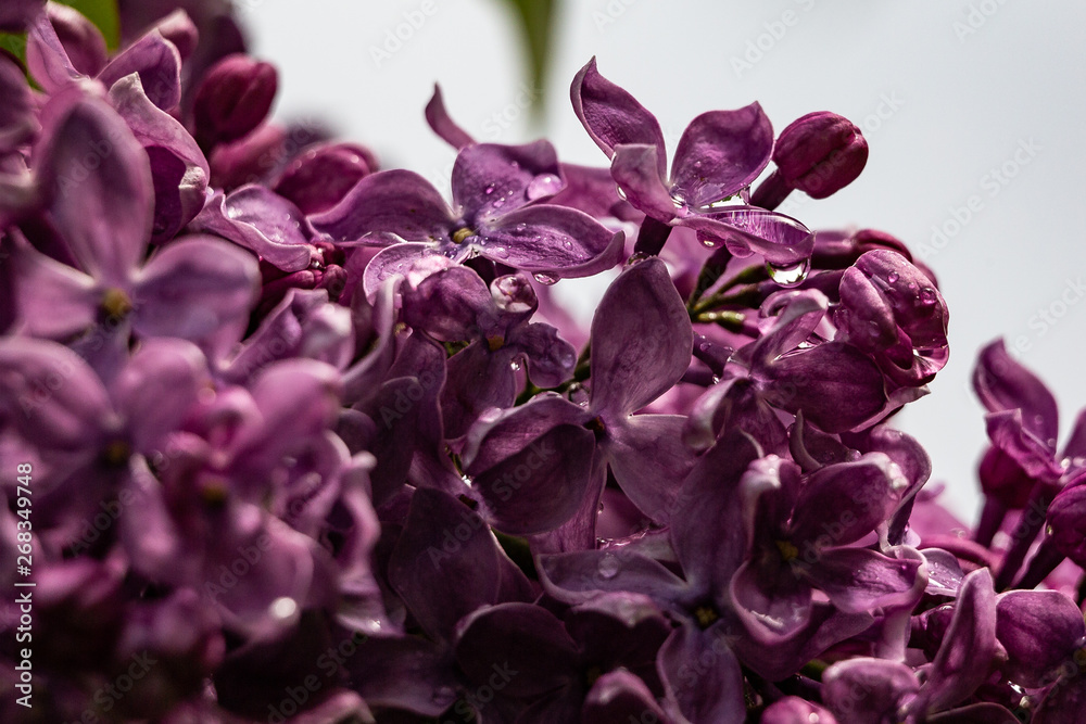 lilac flower drops dew water macro