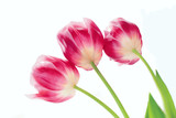 Bouquet of red tulips on white background. Flowers.