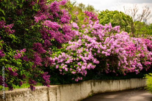 Fototapeta Naklejka Na Ścianę i Meble -  rainy cloudy day in lilac garden