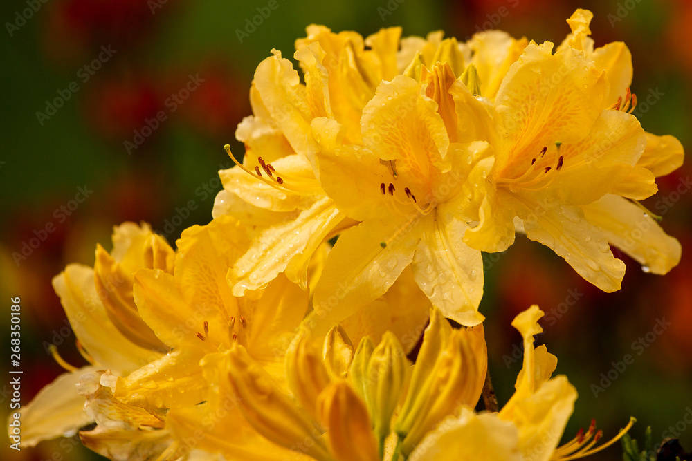 Fototapeta premium rhododendron flower