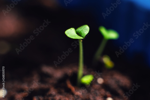 Shoots of leaves in the garden on a spring day. Growing vegetables. Macro