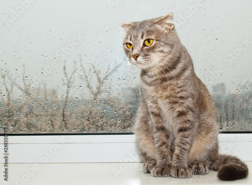 Fold Scottish cat sitting on the windowsill on the background of rainy weather. gray striped pet closeup