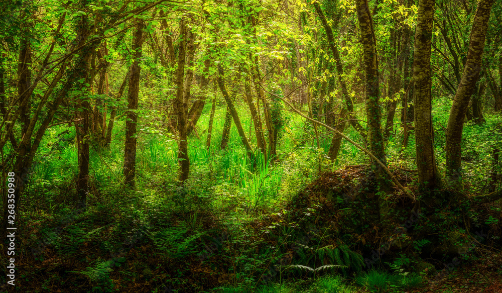 Landschaft Auwald im Frühling in zauberhaftem Licht - Landscape lowland forest in spring in magical light