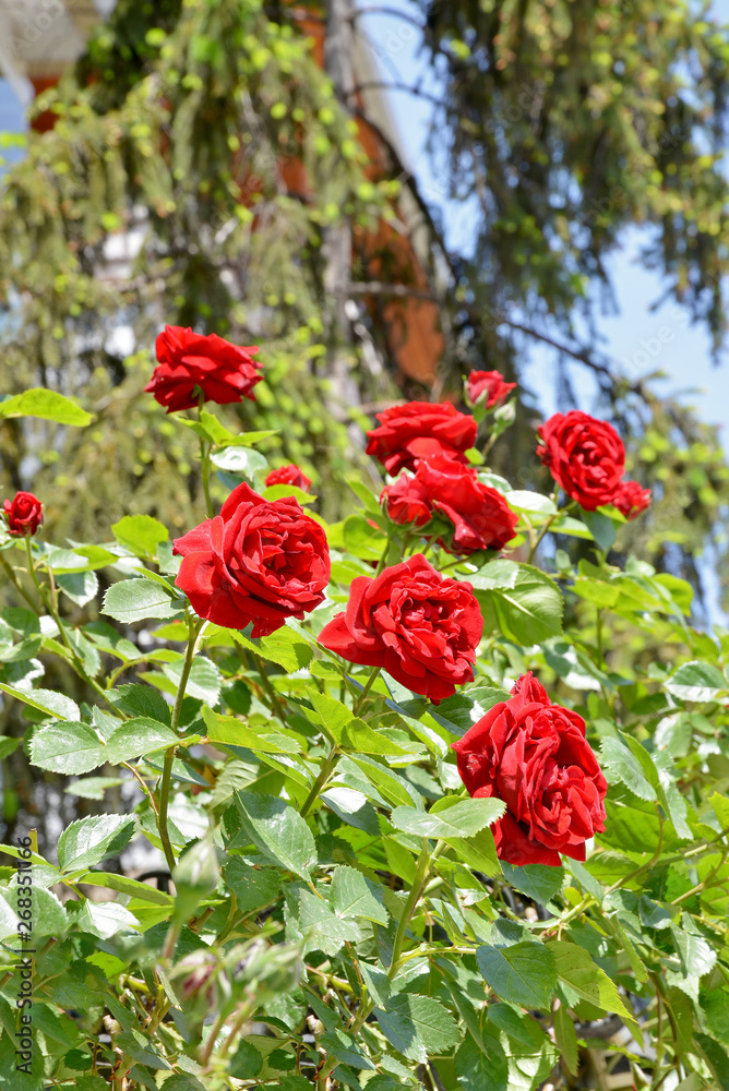 red roses in the garden red roses in the garden