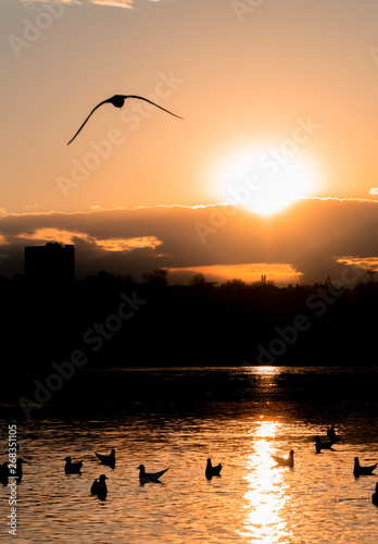 Seagulls fly off into the sunset again