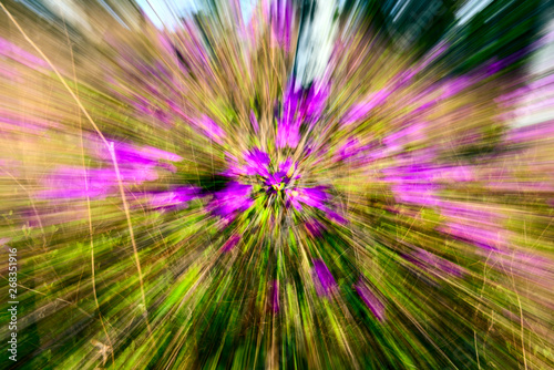 flowers in dynamic zoom