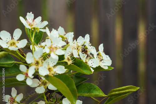 Fototapeta Naklejka Na Ścianę i Meble -  Bee on a white flowers