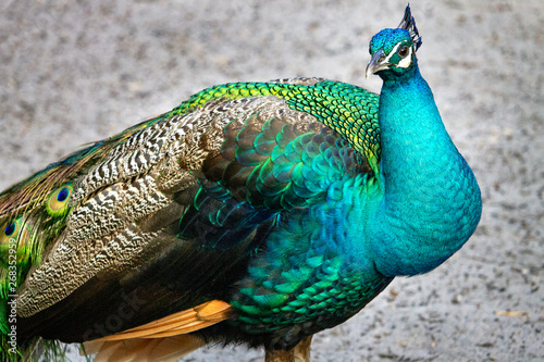 peacock with feathers