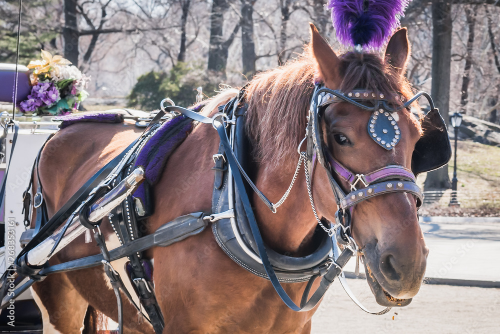 Obraz premium Royal horse carriage rides at Central Park on the fountain square with branches of bare trees under a late winter sun - New York City, NY