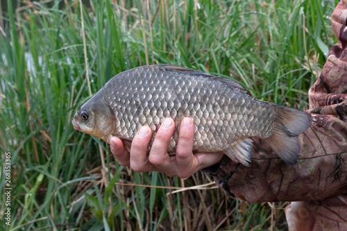 crucian carp  in the hands of a fisherman on a background of grass