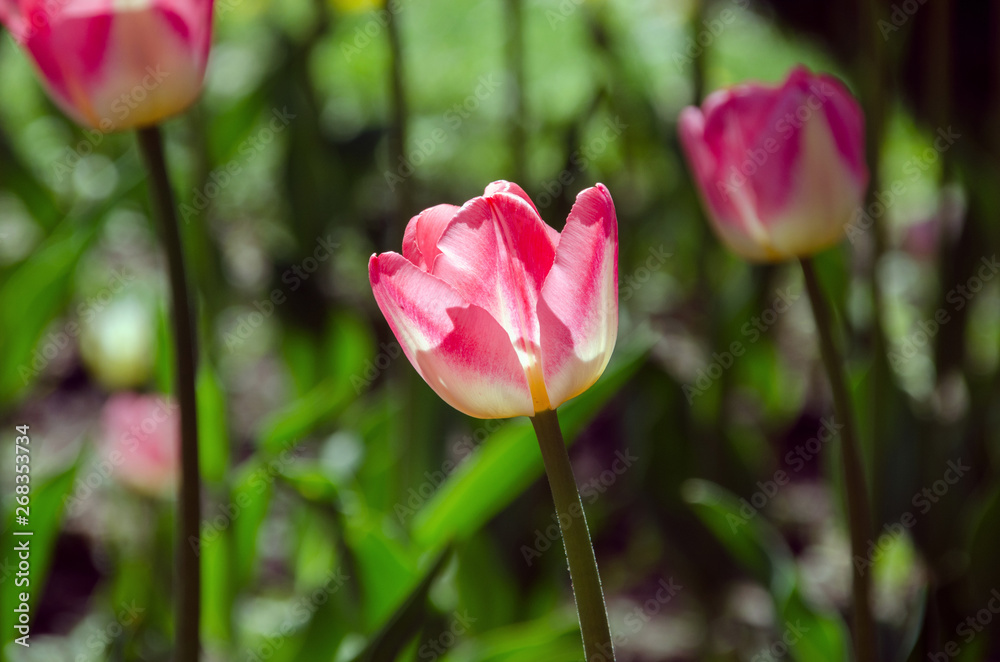 Bright colorful Tulip blossoms in garden. Backgound.