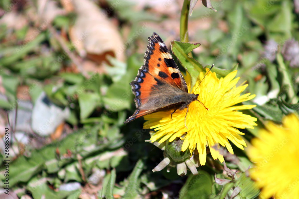 Obraz premium papillonage