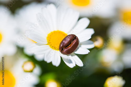 Coffee bean on a daisies, summer, feeling photo