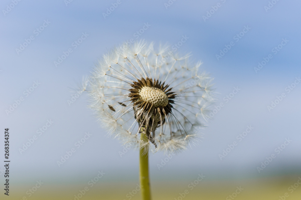 Obraz premium Pusteblume