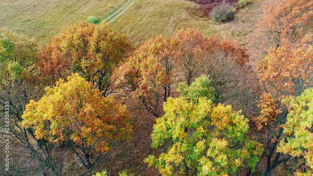 Autumn trees Autumn trees