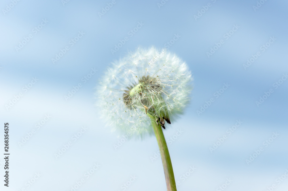 Pusteblume