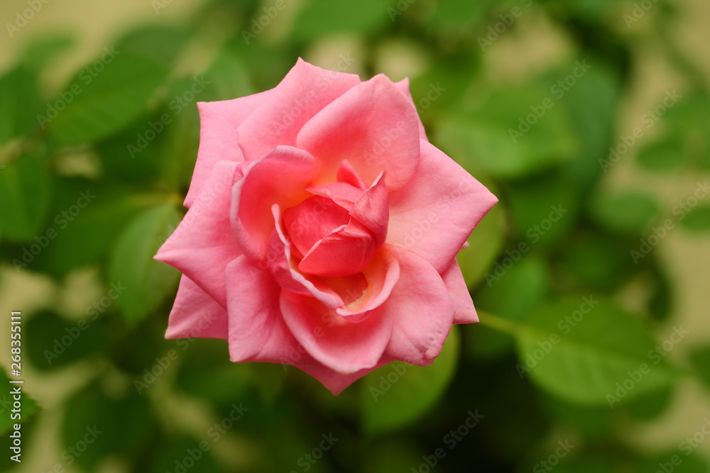 Rose flower close up against the background of green leaves Rose flower close up against the background of green leaves