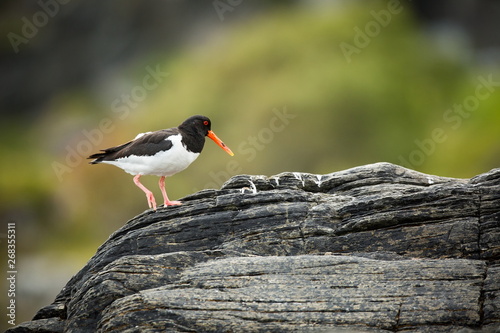 Haematopus ostralegus. Runde Island. Norway's wildlife. Beautiful picture. From the life of birds. Free nature. Runde Island in Norway. Scandinavian wildlife. North of Europe. Picture. Seashore. A won photo