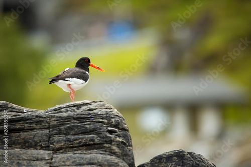 Haematopus ostralegus. Runde Island. Norway's wildlife. Beautiful picture. From the life of birds. Free nature. Runde Island in Norway. Scandinavian wildlife. North of Europe. Picture. Seashore. A won photo