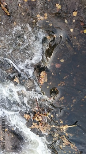 A transparent vada of a mountainous swift river with a strong current boils and foams, drowning yellow autumn leaves in whirlpools and pools. Beautiful natural background.