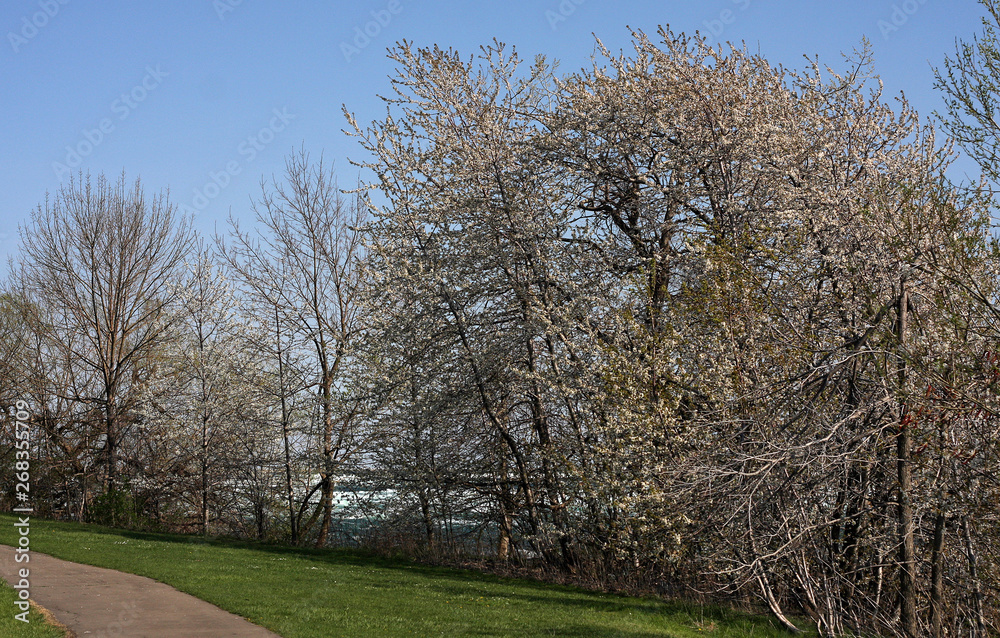 Obraz premium road in the forest at Niagara Falls