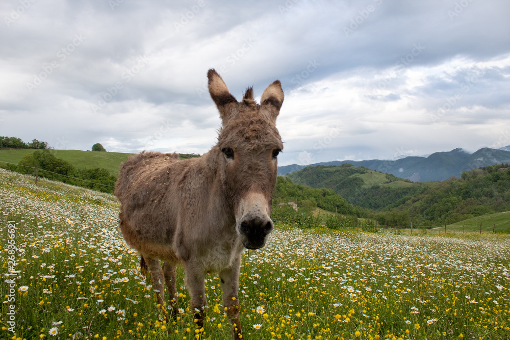 Donkey muzzle very close up: funny animal picture Donkey muzzle very close up: funny animal picture