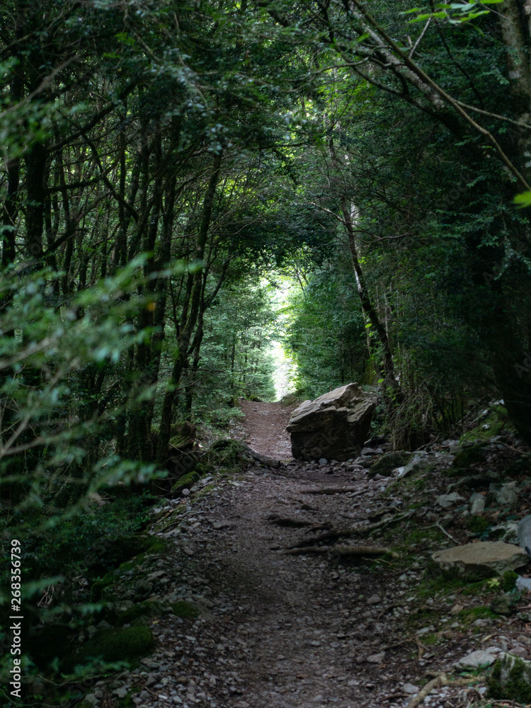 Tunnel view forest with background light in Monte Perdido, Pyrenees, Spain Tunnel view forest with background light in Monte Perdido, Pyrenees, Spain